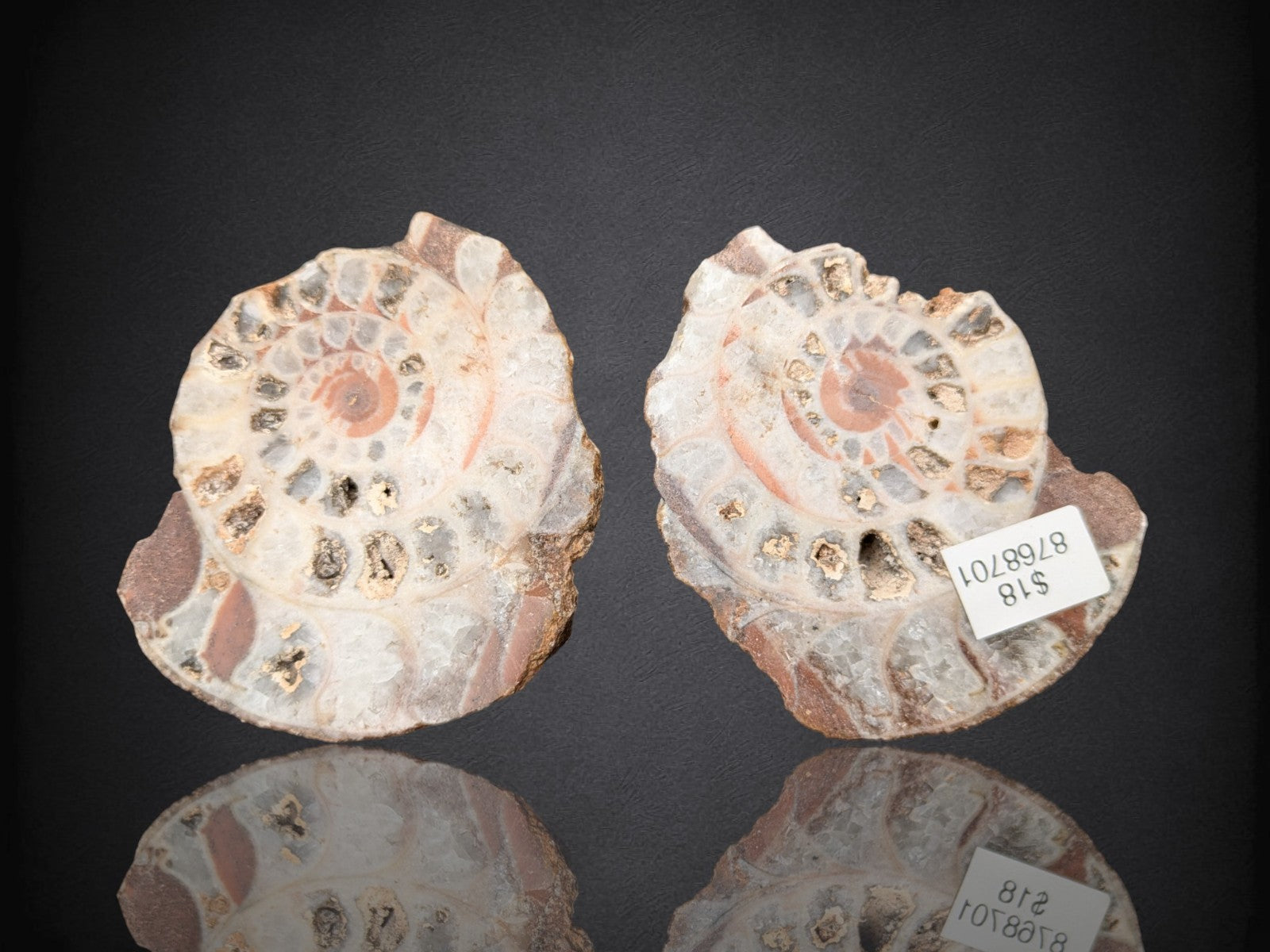 AMMONITE FOSSIL PAIR- Agadir, Morocco- 49x67mm – The Crystalary
