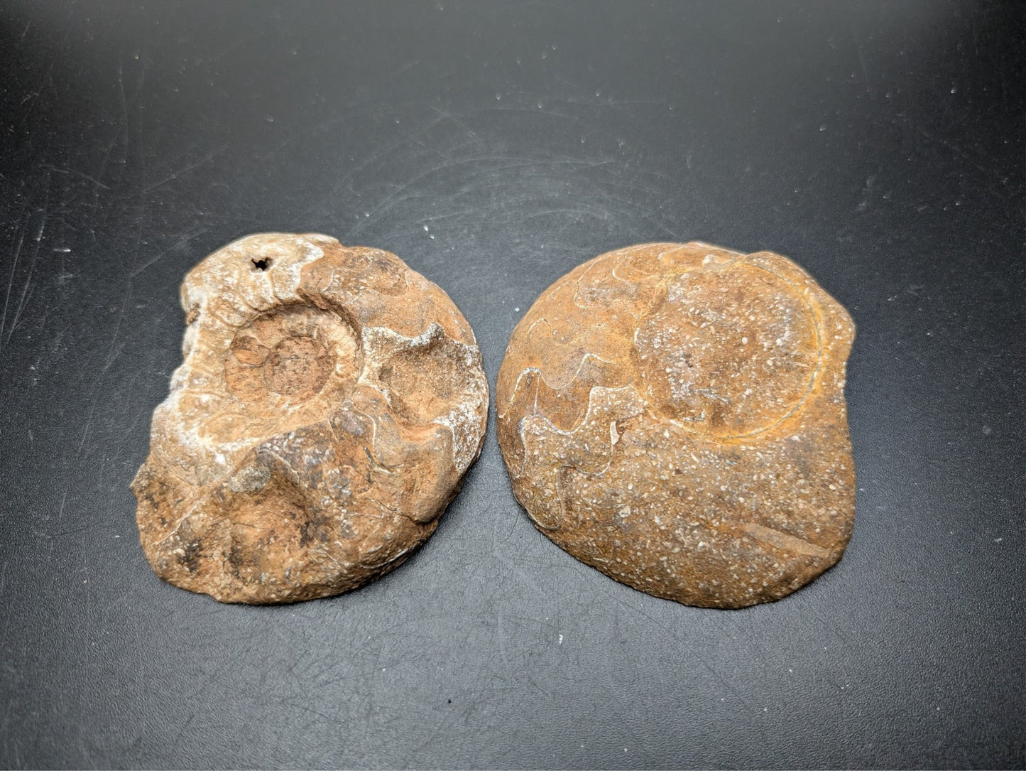 AMMONITE FOSSIL PAIR- Agadir, Morocco- 65mm