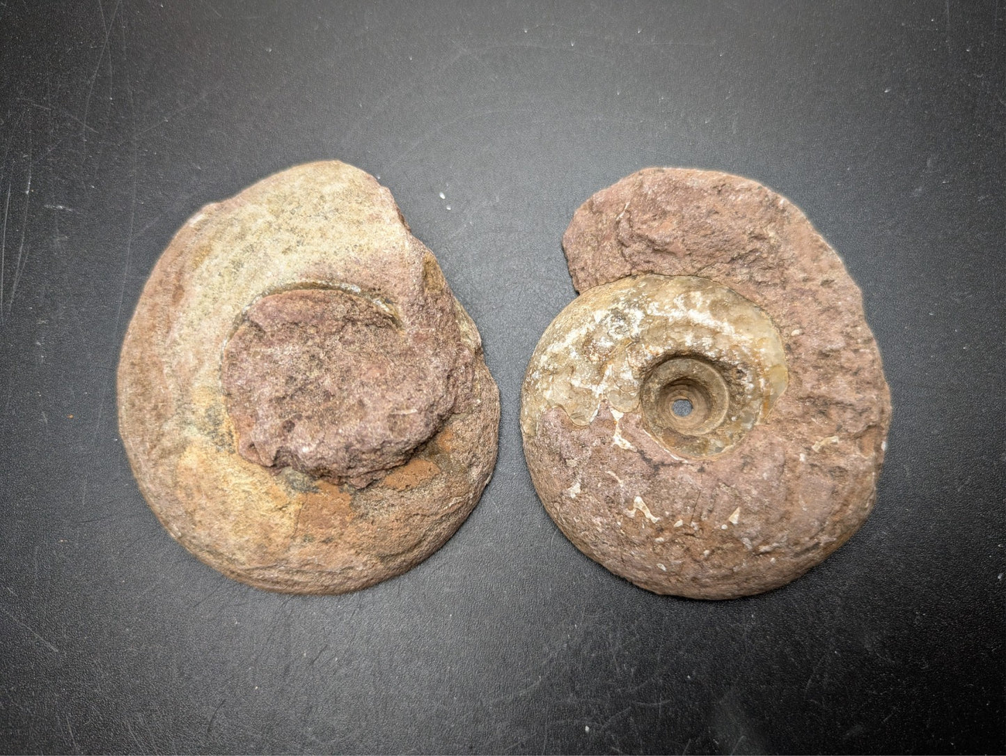 AMMONITE FOSSIL PAIR- Agadir, Morocco- 60x69mm