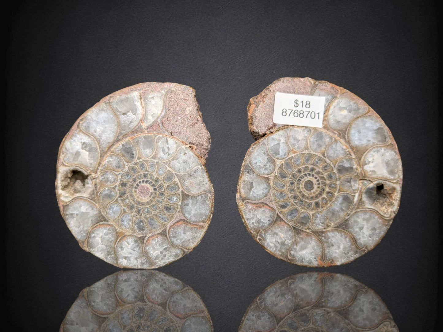 AMMONITE FOSSIL PAIR- Agadir, Morocco- 57x65mm