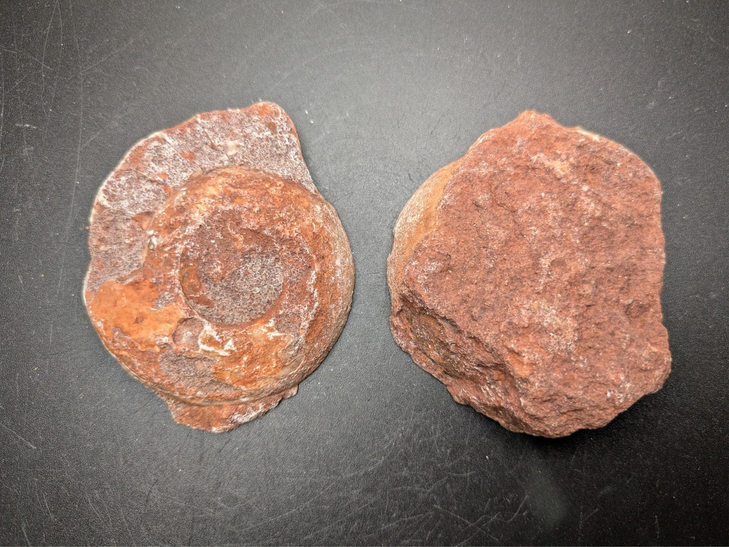 AMMONITE FOSSIL PAIR- Agadir, Morocco- 59x73mm