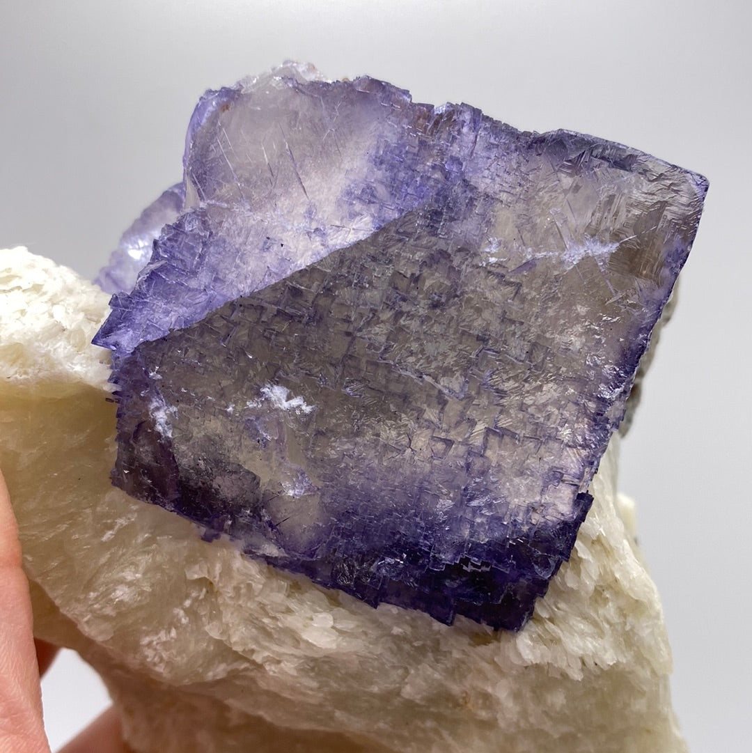A detailed close-up captures a person holding a substantial piece of Fluorite from The Crystalary, sourced from the Elmwood Mine in Carthage, Smith County, Tennessee, USA. This large cubic Fluorite crystal boasts a rich purple hue and rests upon a white mineral matrix. It displays a translucent yet chunky appearance with visible internal fractures and textures, all against a plain light gray background.
