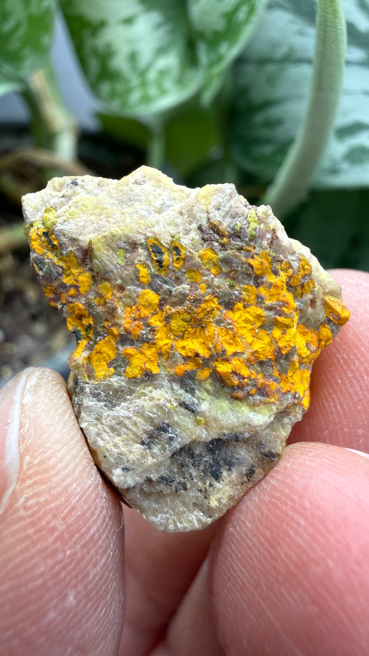Gummite- No identified locality