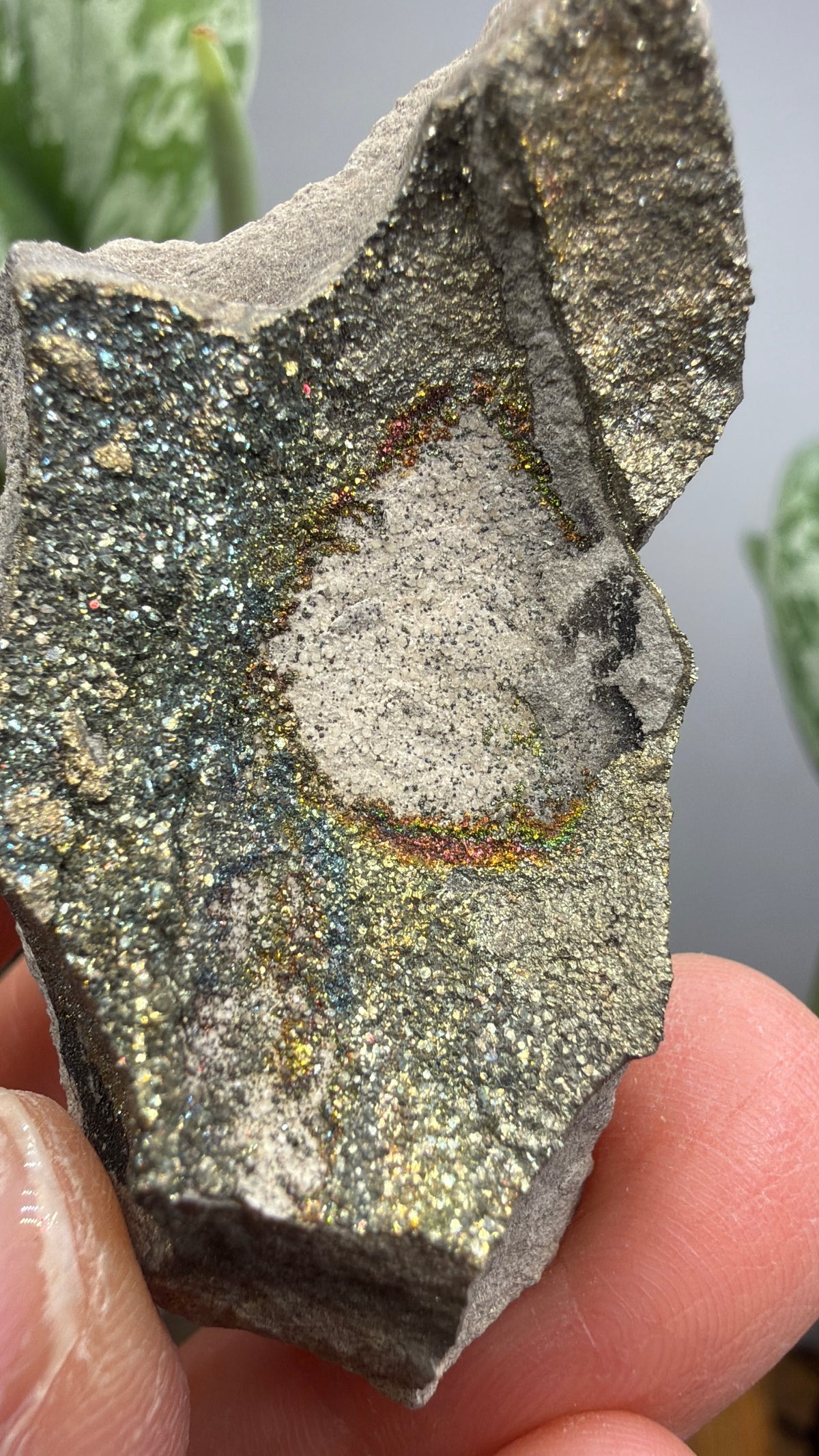 Rainbow Pyrite- Volga River, Ulyanovsk Oblast, Russia