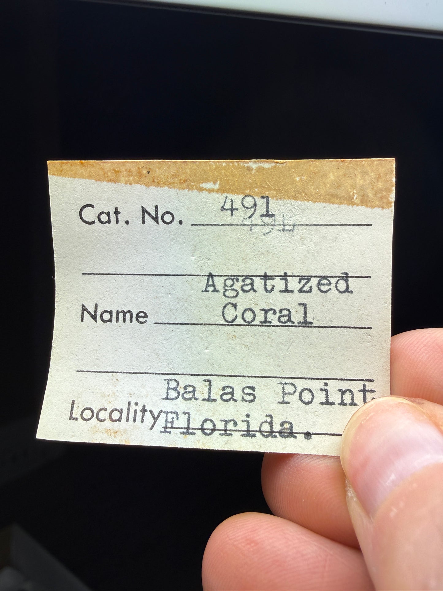 Agatized Fossil Coral- Ballast Point, Tampa Bay, Florida, USA