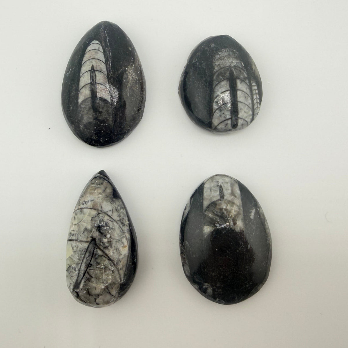 Orthoceras Fossil