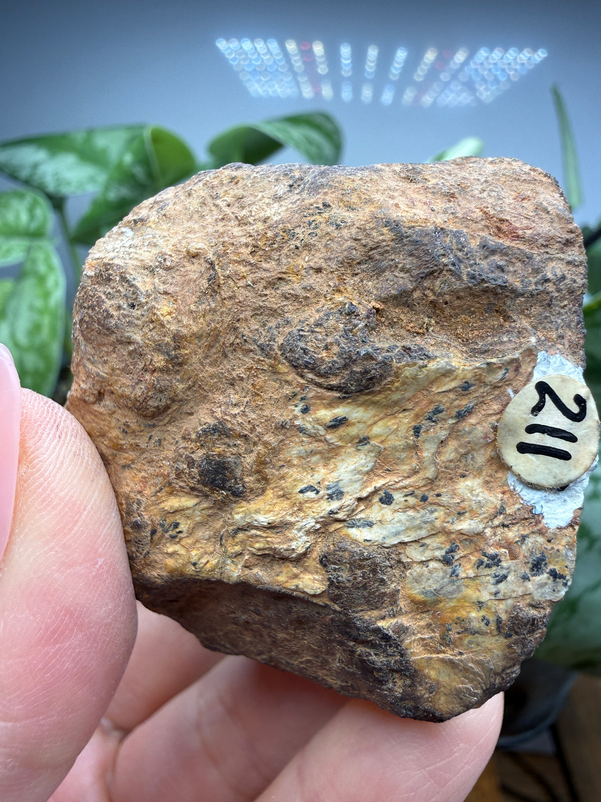Almandine Garnet (Massive)- Gaffney, Cherokee County, South Carolina, USA