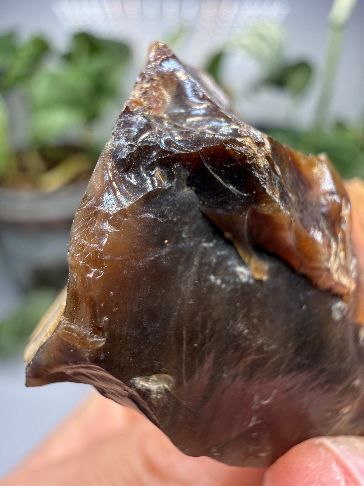 Petrified Wood- Oregon, USA