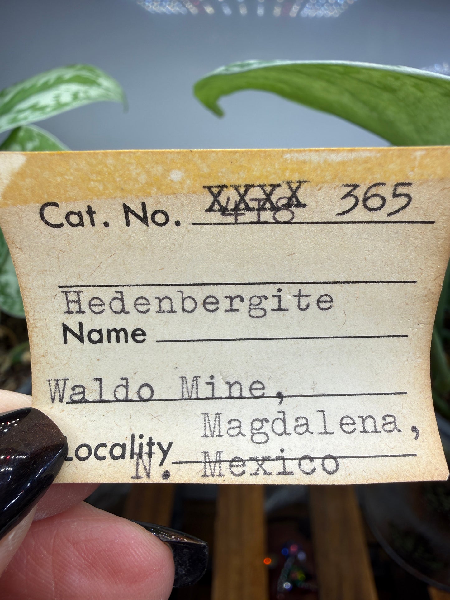 Hedenbergite- Graphic-Waldo Mine, Magdalena Mining District, Socorro County, New Mexico, USA