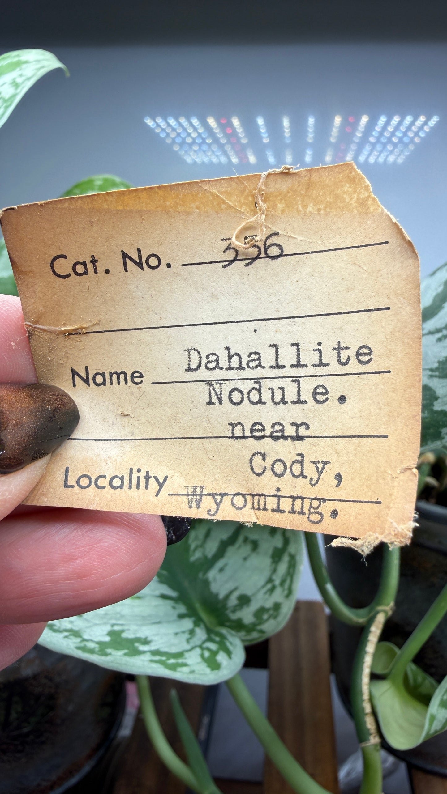 Dahllite nodule- Cody, Wyoming