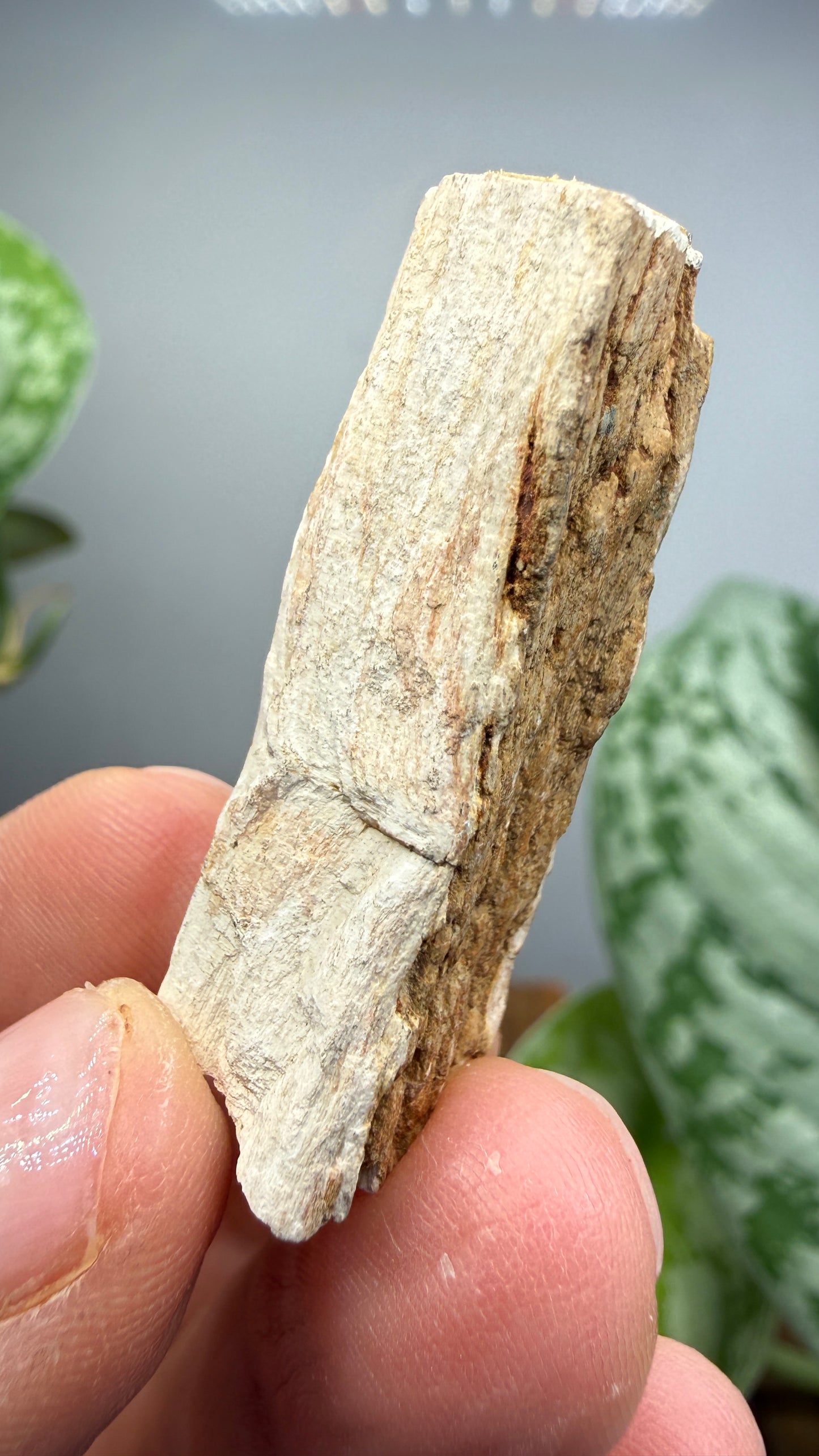 Petrified Wood- Charleston, South Carolina