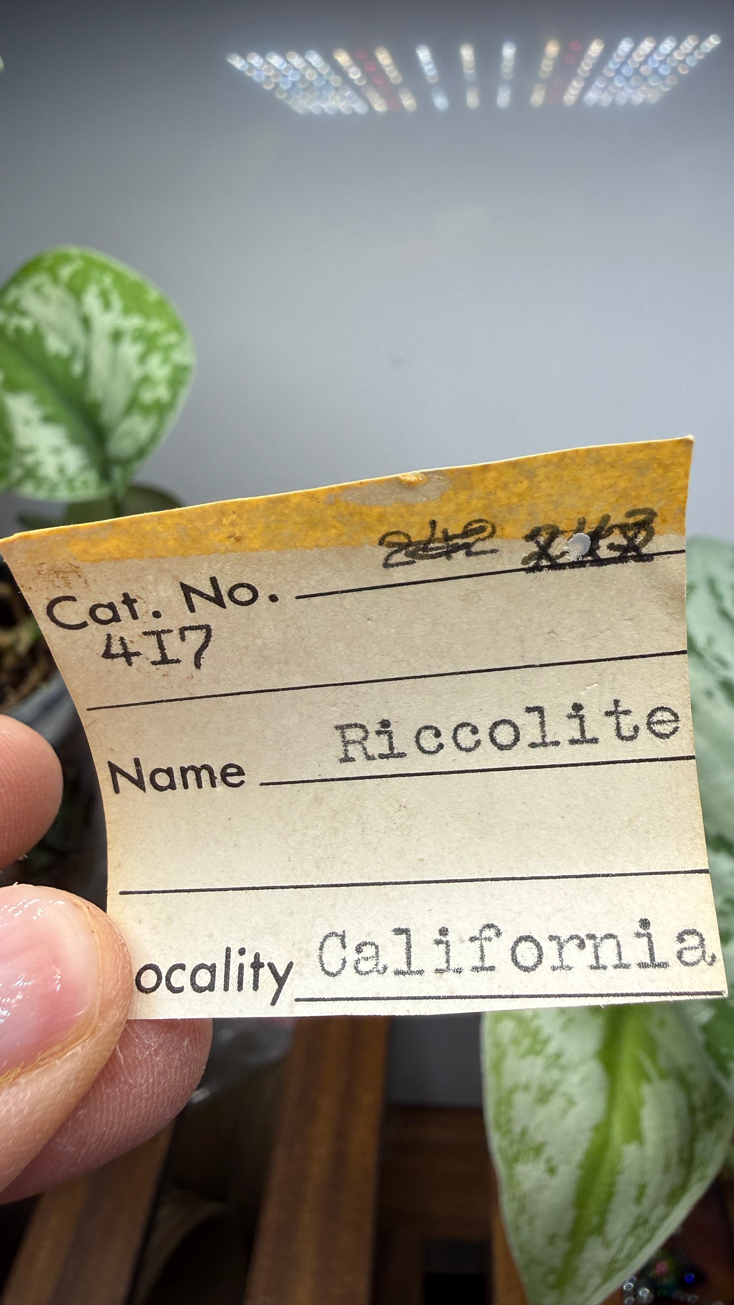 Banded Serpentine (Historical: Ricolite)- California