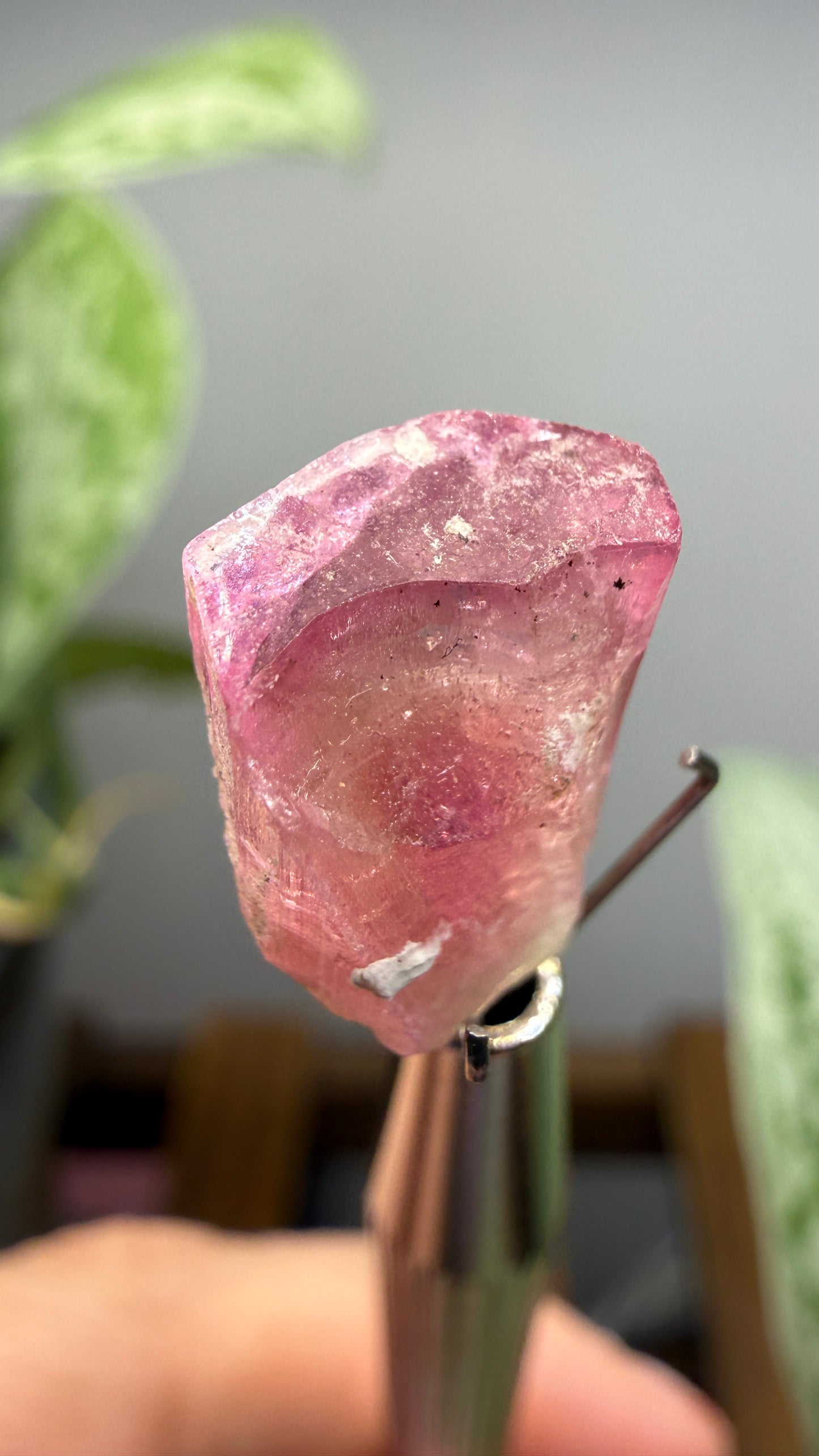 Tourmaline- Água Branca pegmatite, Barra do Salinas, Coronel Murta, Minas Gerais, Brazil