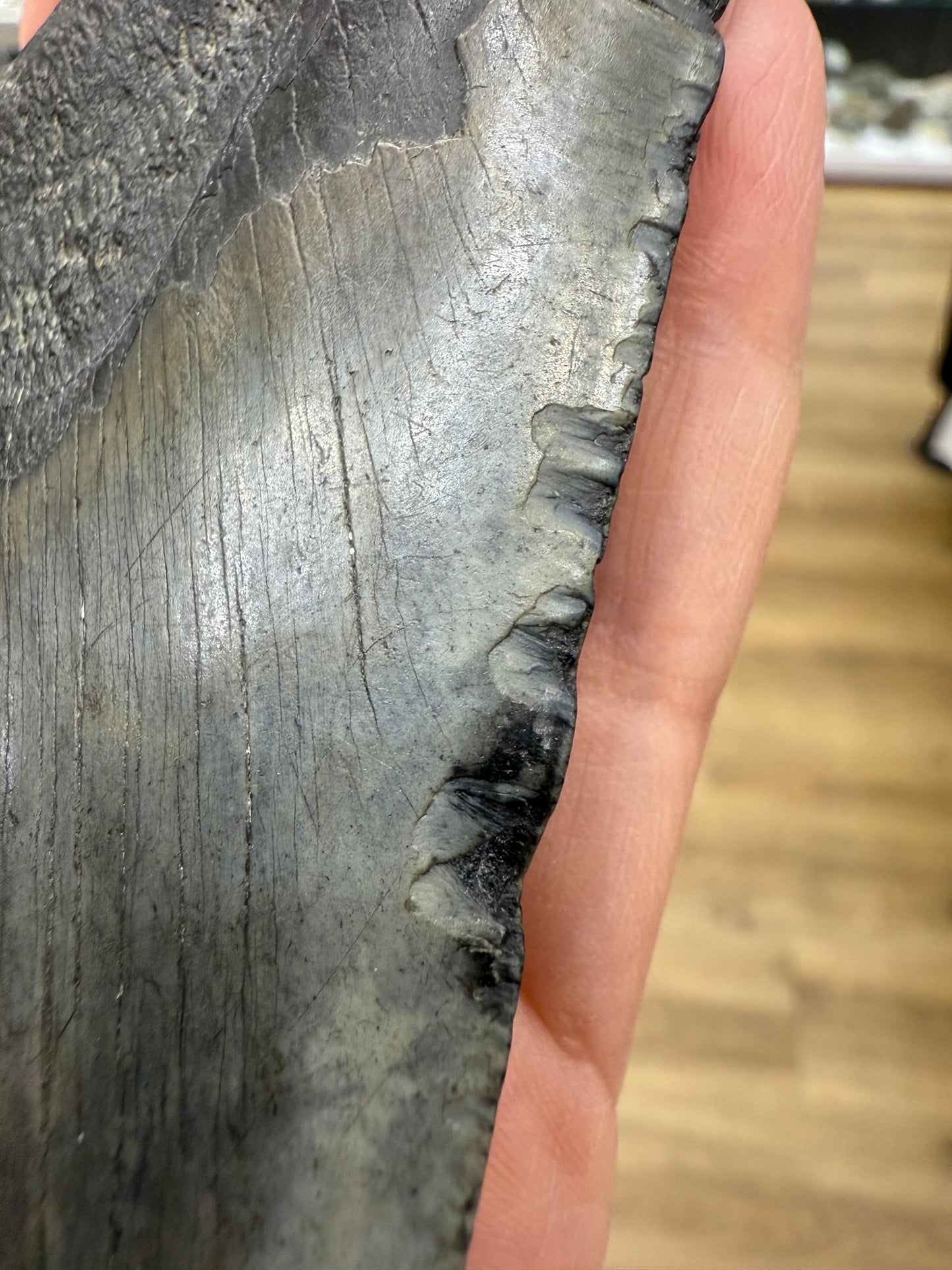 Megalodon Tooth Fossil- North Carolina