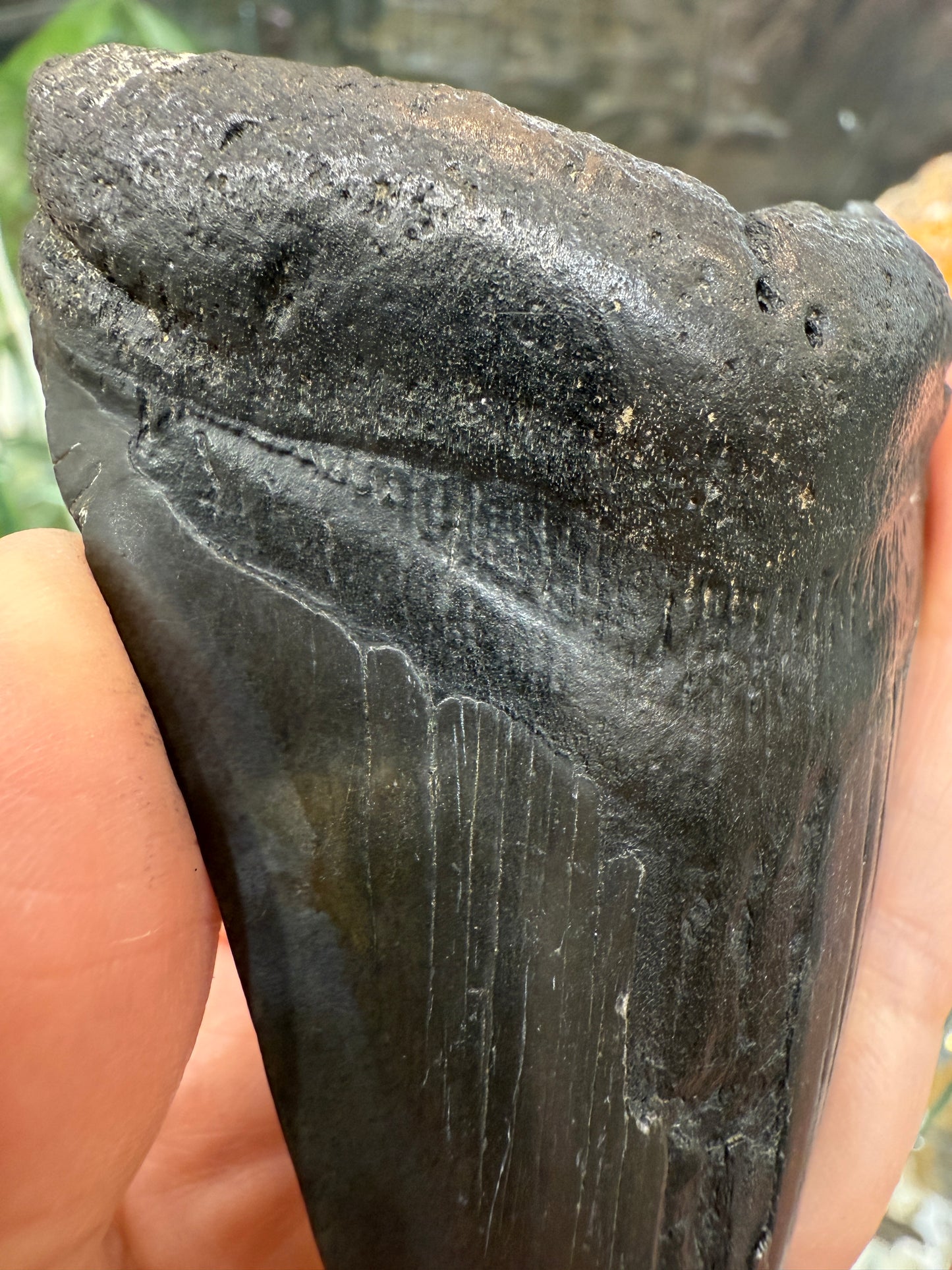 Megalodon Tooth Fossil- North Carolina
