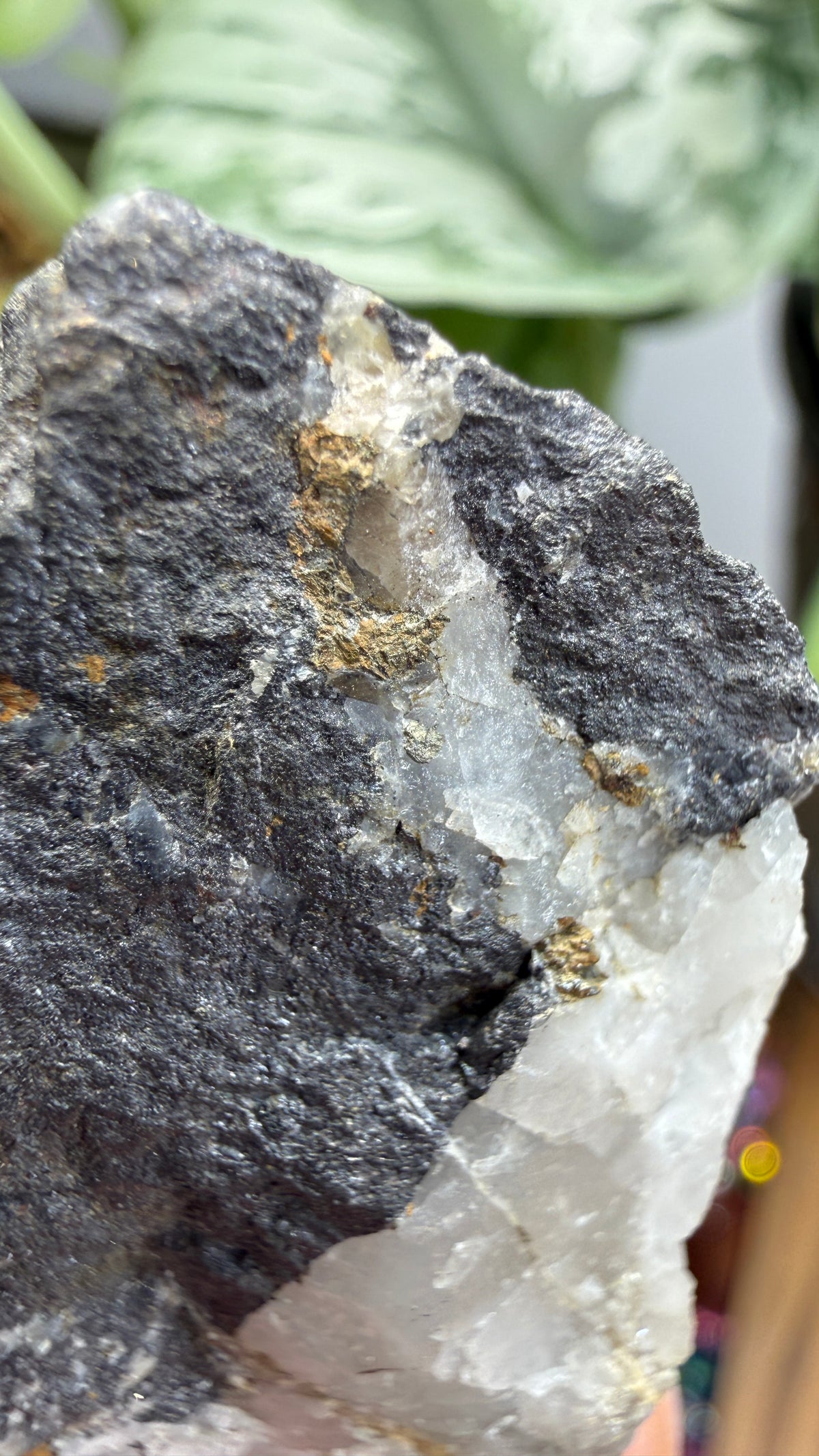 Wolframite with Scheelite in Quartz- Carrock Mine, Mungrisdale, Cumbria, England, UK