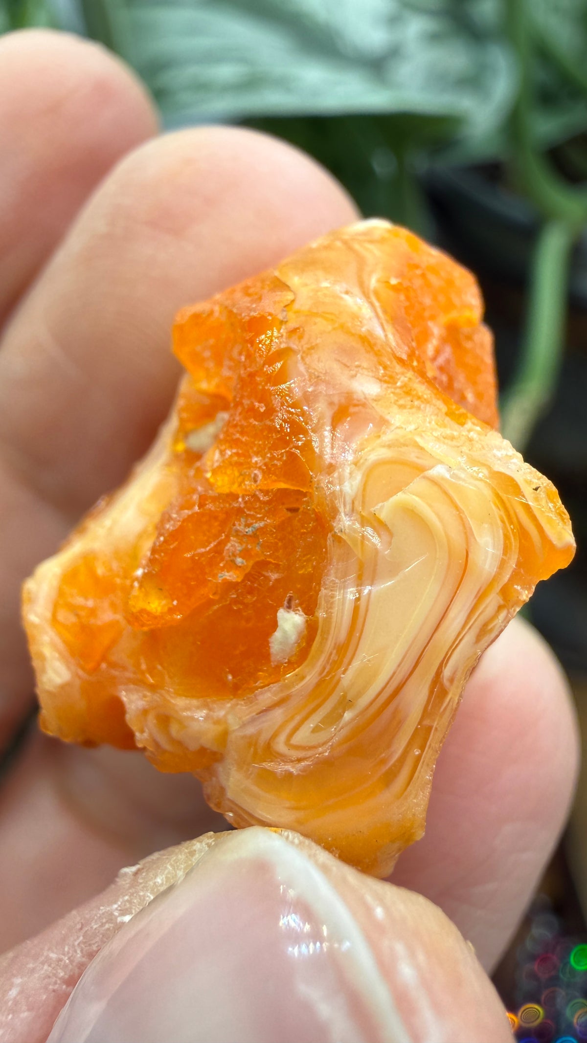 Cherry Opal– Mexico