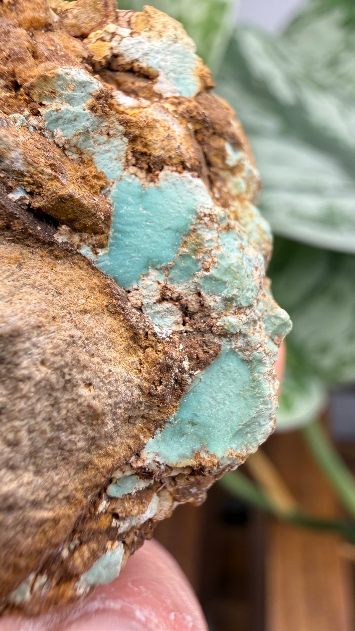 Turquoise– Rosario, Baja California, Mexico