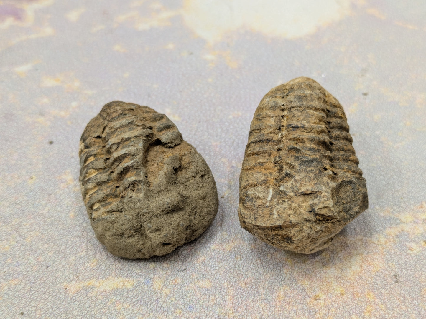 Calymene Trilobite Fossil- Small- Anti-Atlas Region, Morocco