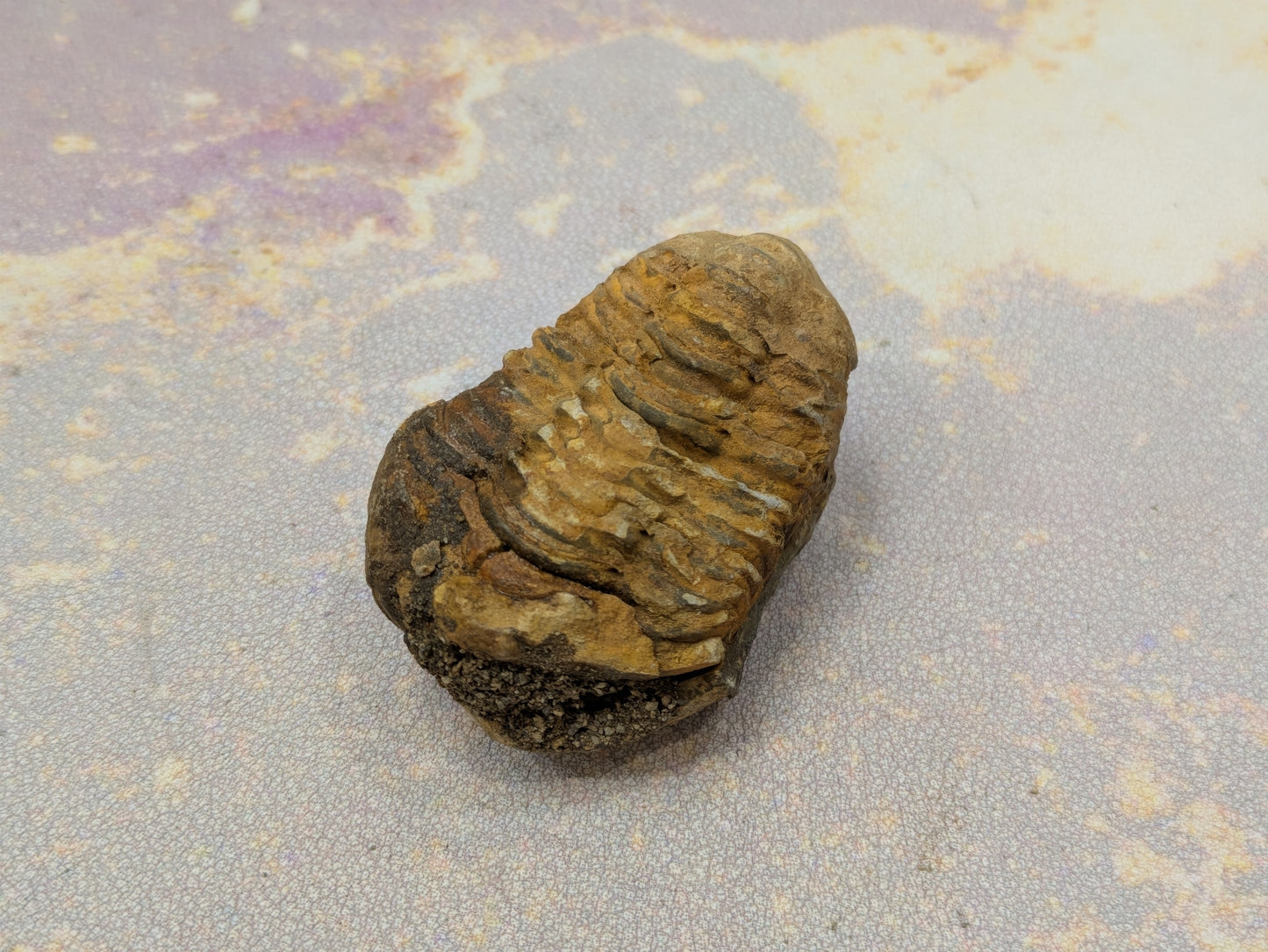 Calymene Trilobite Fossil- Medium- Anti-Atlas Region, Morocco