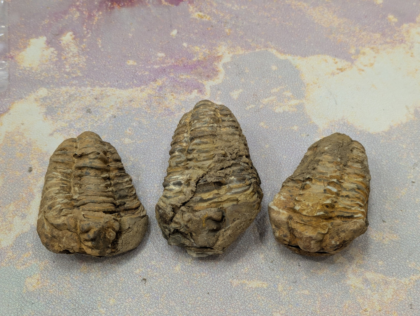 Calymene Trilobite Fossil- Large- Anti-Atlas Region, Morocco