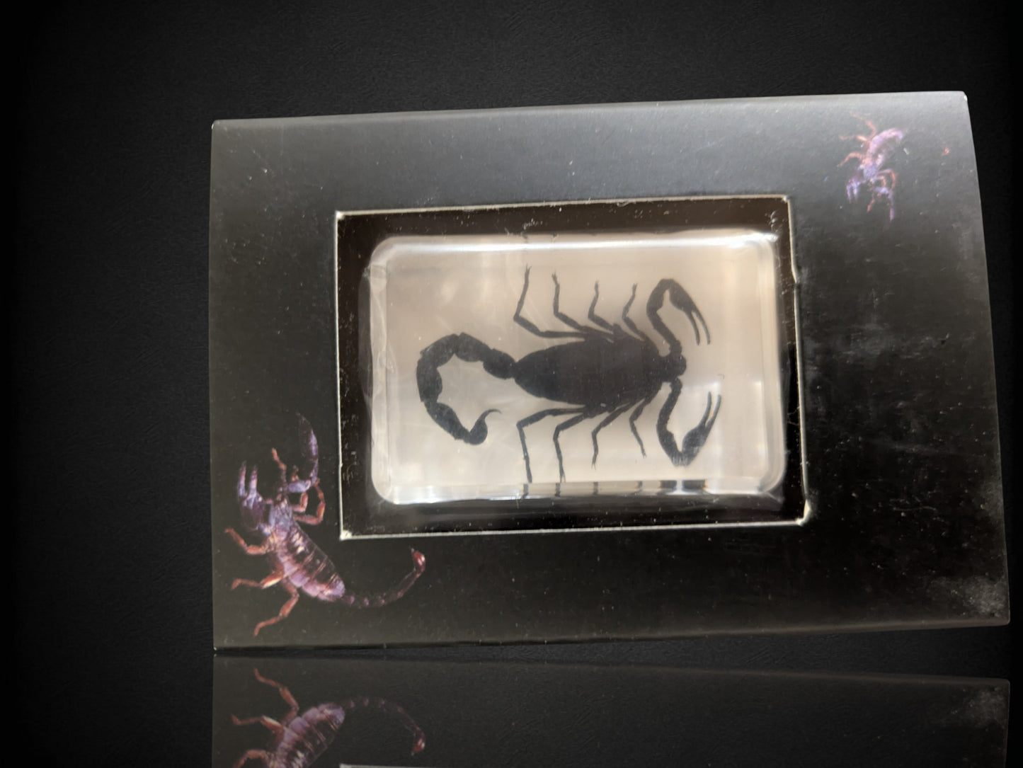 Insects and Crustaceans in Resin