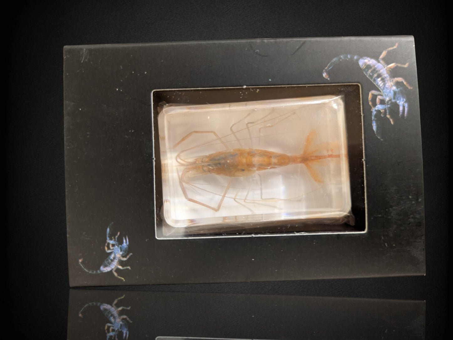 Insects and Crustaceans in Resin