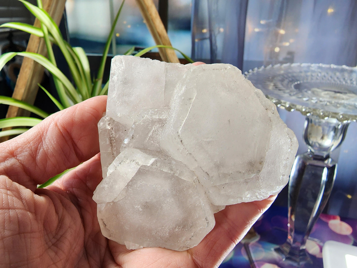 A hand holds a translucent white Pancake Calcite specimen from Jiangxi, showcasing its hexagonal formations. The blurred background features a green plant, a glass stand, and soft blue and purple lighting. This stunning piece from The Crystalary weighs 189 g.
