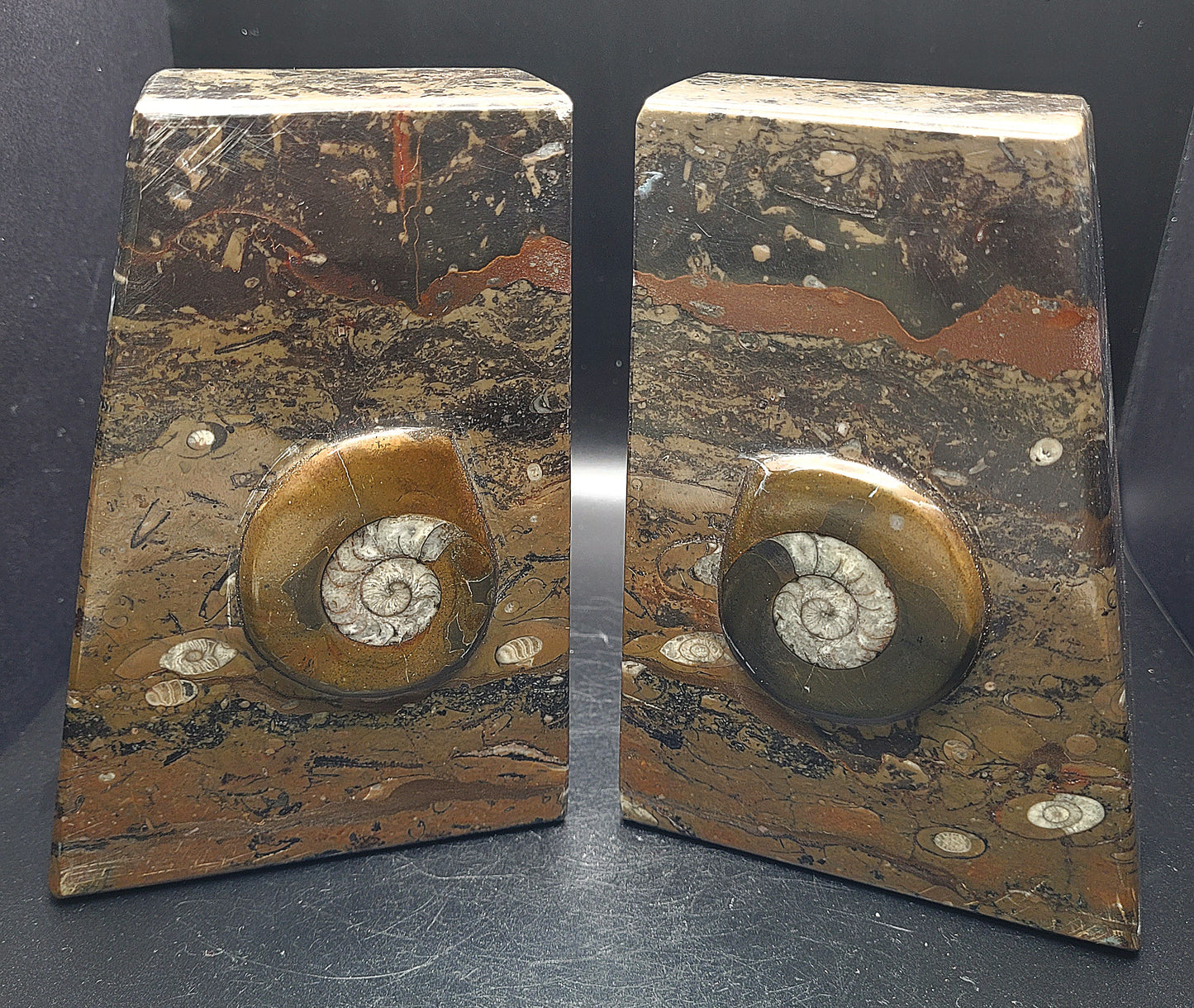 Ammonite and Orthoceras Fossil Bookends