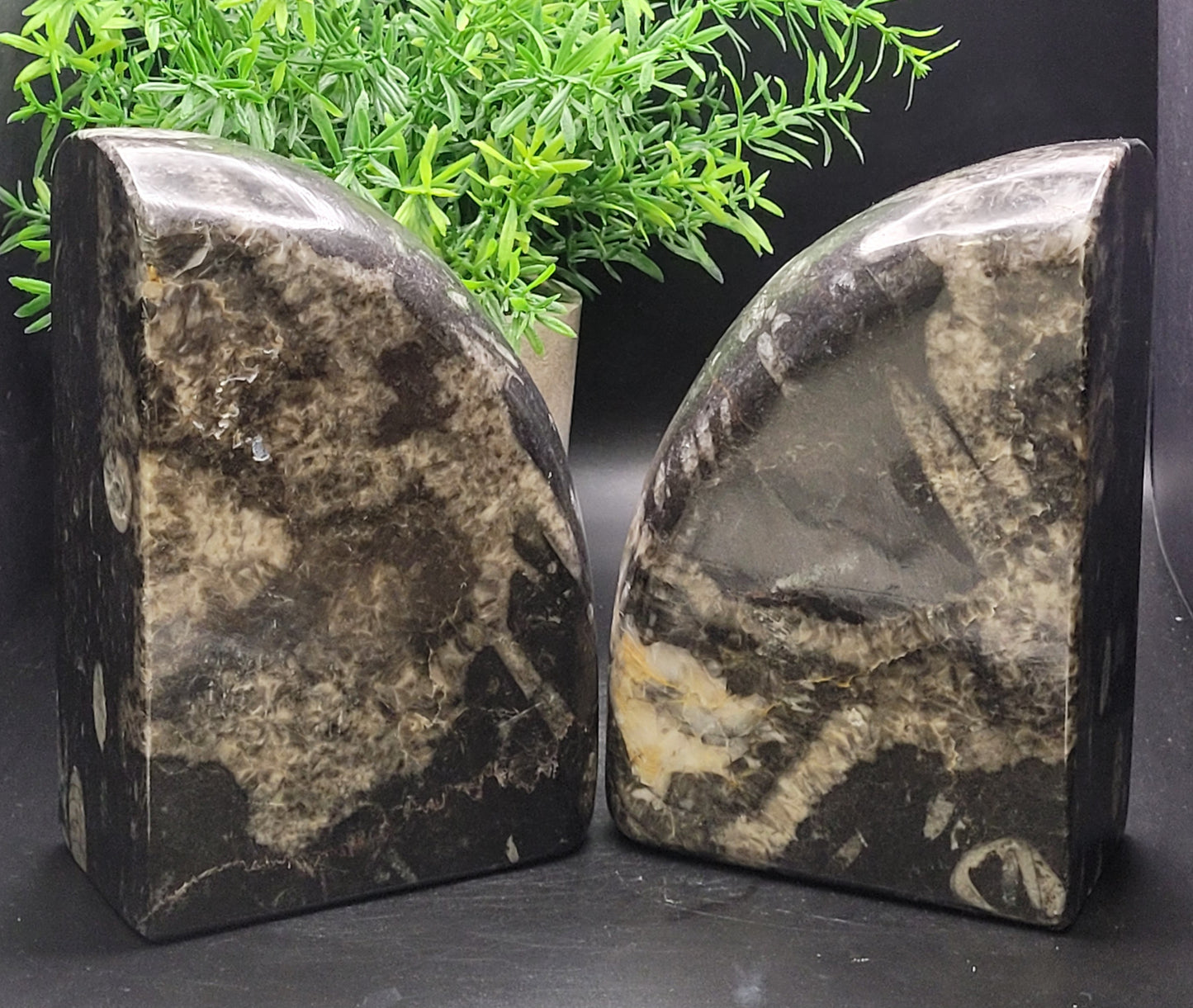 Ammonite and Orthoceras Bookends Rounded