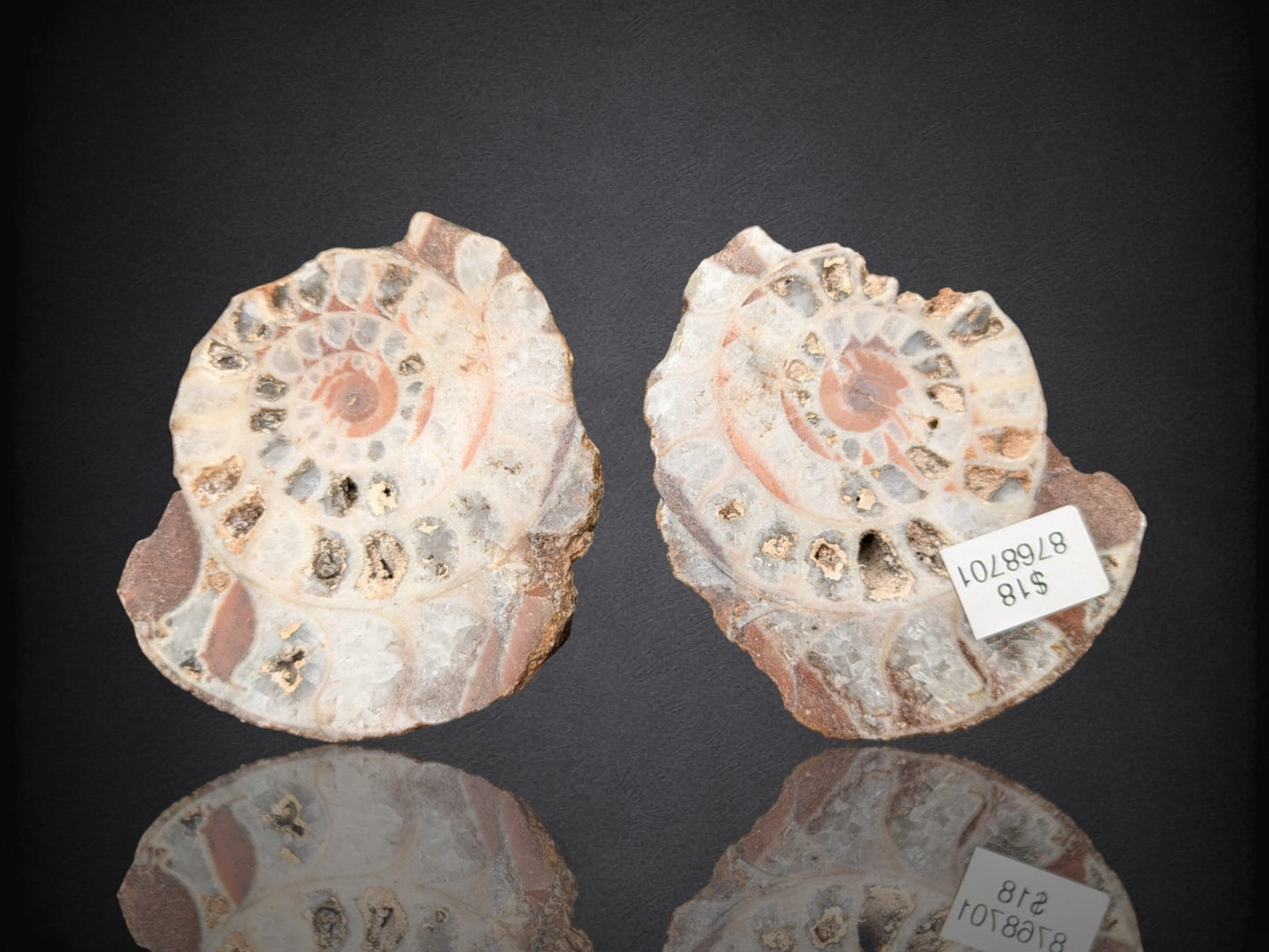 AMMONITE FOSSIL PAIR- Agadir, Morocco- 49x67mm