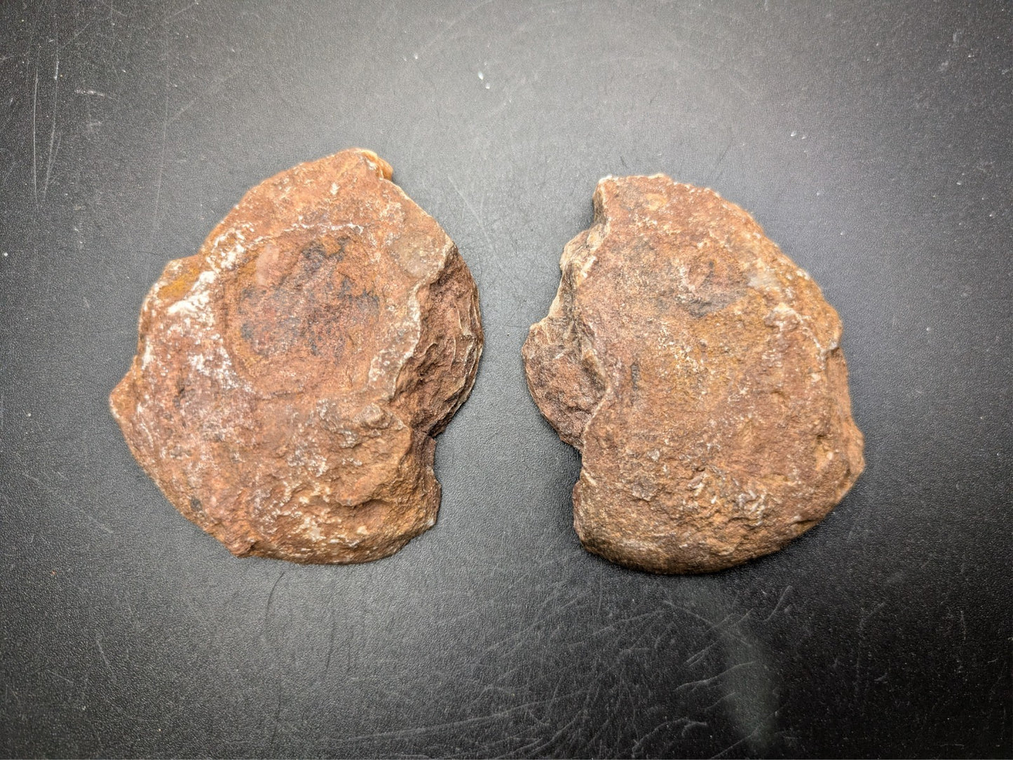 AMMONITE FOSSIL PAIR- Agadir, Morocco- 49x67mm