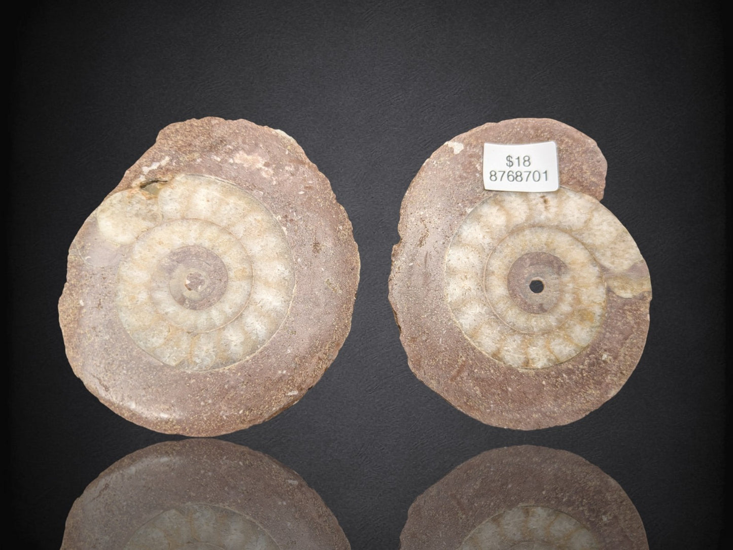 AMMONITE FOSSIL PAIR- Agadir, Morocco- 60x69mm
