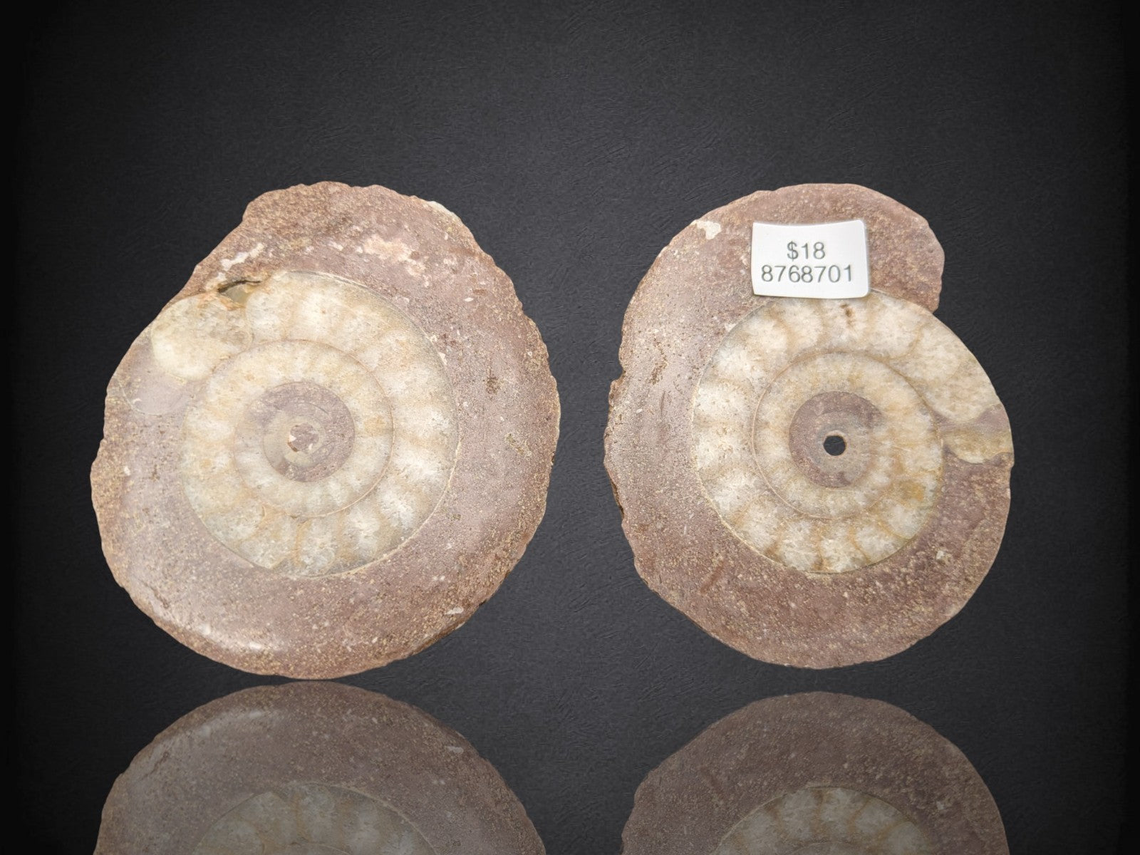 AMMONITE FOSSIL PAIR- Agadir, Morocco- 60x69mm