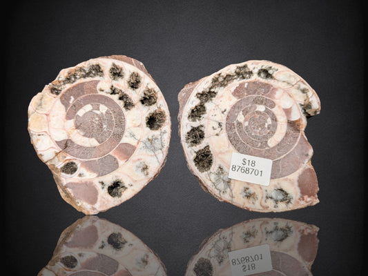 AMMONITE FOSSIL PAIR- Agadir, Morocco- 62x68mm