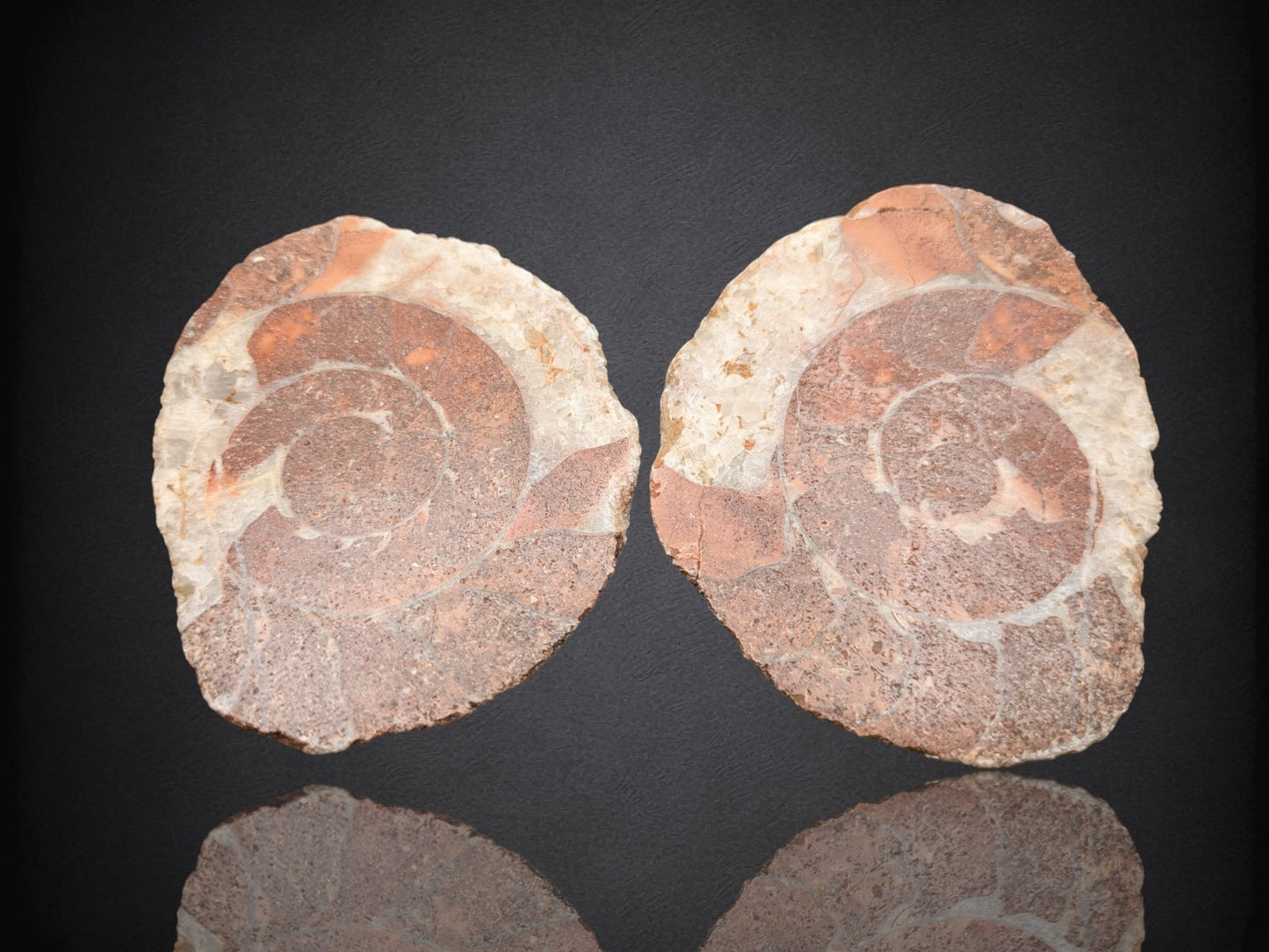 AMMONITE FOSSIL PAIR- Agadir, Morocco- 62x75mm