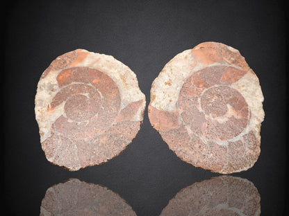 AMMONITE FOSSIL PAIR- Agadir, Morocco- 62x75mm