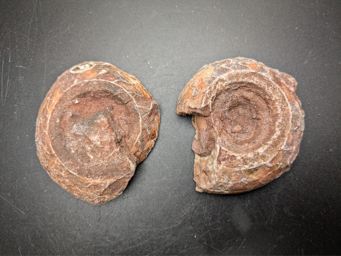 AMMONITE FOSSIL PAIR- Agadir, Morocco- 62x68mm