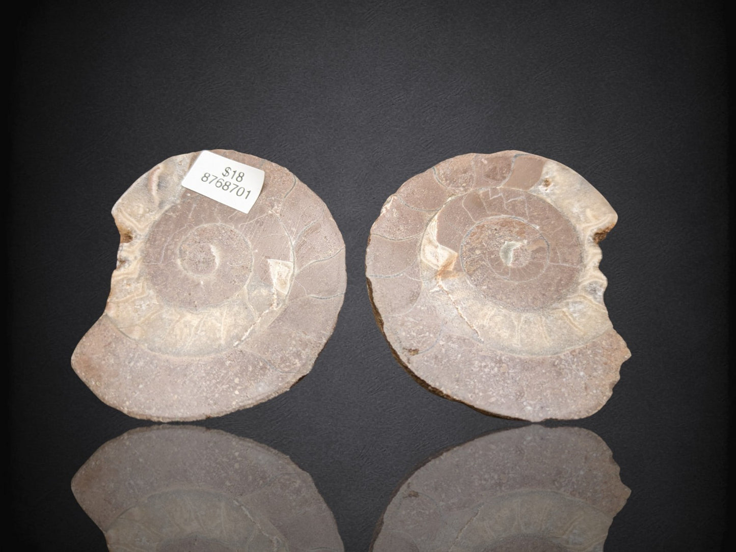 AMMONITE FOSSIL PAIR- Agadir, Morocco- 65mm