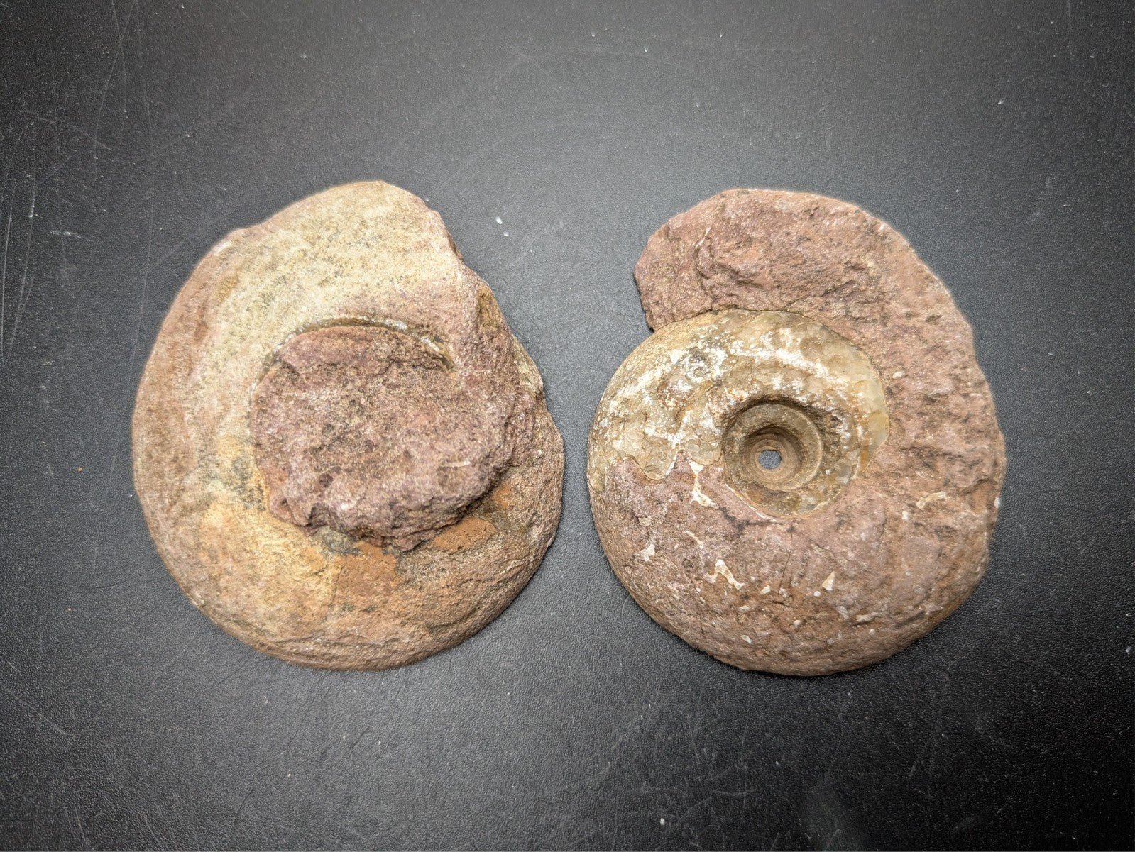 AMMONITE FOSSIL PAIR- Agadir, Morocco- 60x69mm