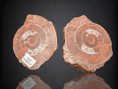 AMMONITE FOSSIL PAIR- Agadir, Morocco- 59x73mm