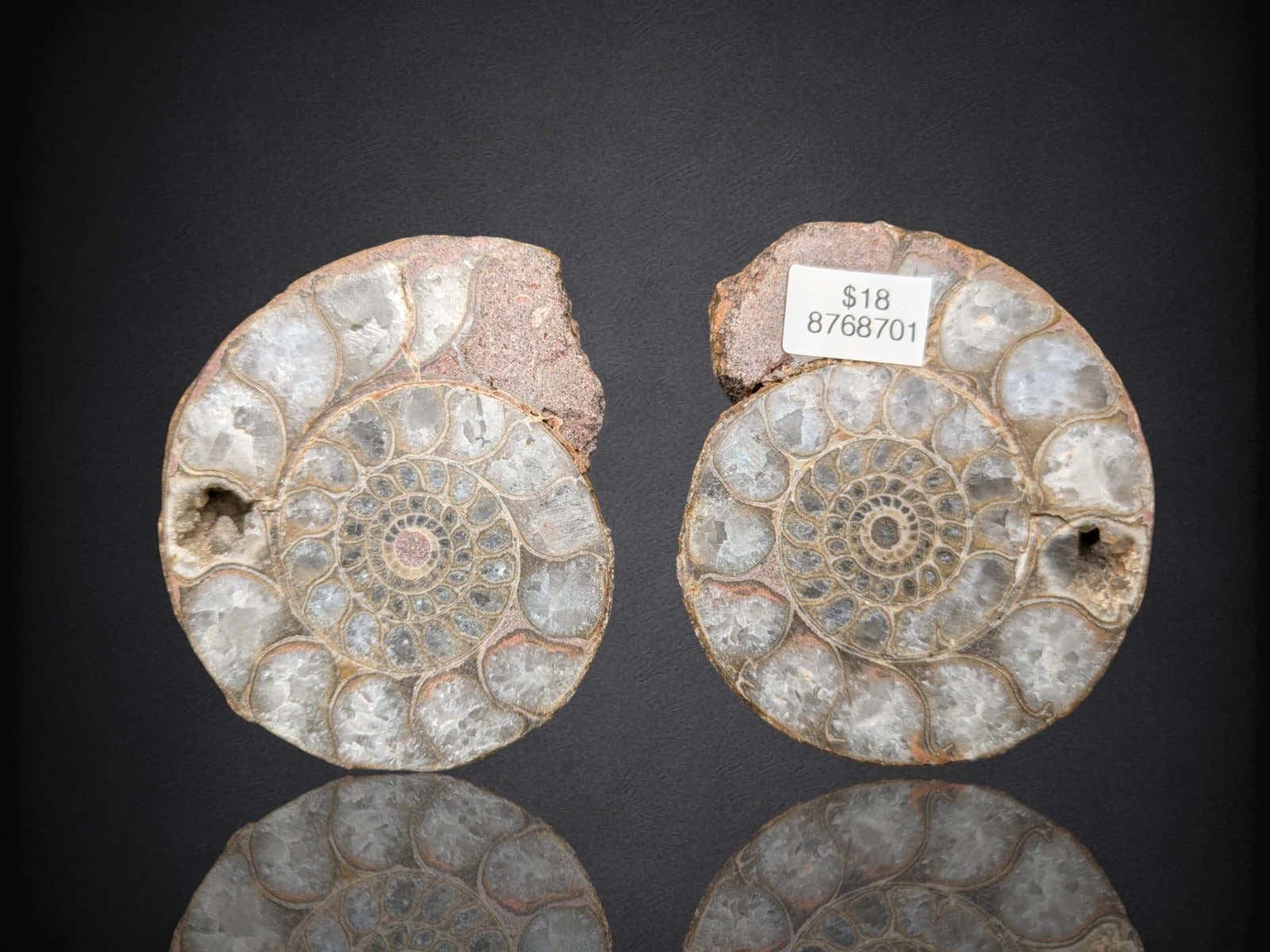 Ammonite – The Crystalary