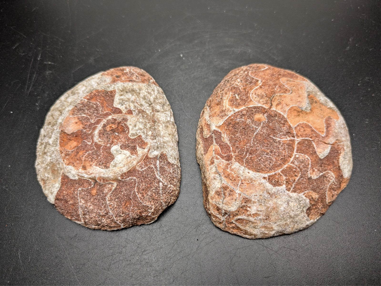 AMMONITE FOSSIL PAIR- Agadir, Morocco- 62x75mm