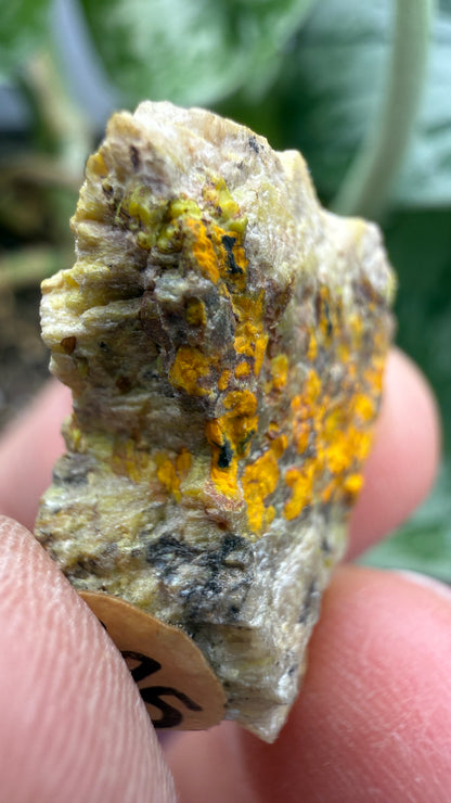 Gummite- No identified locality