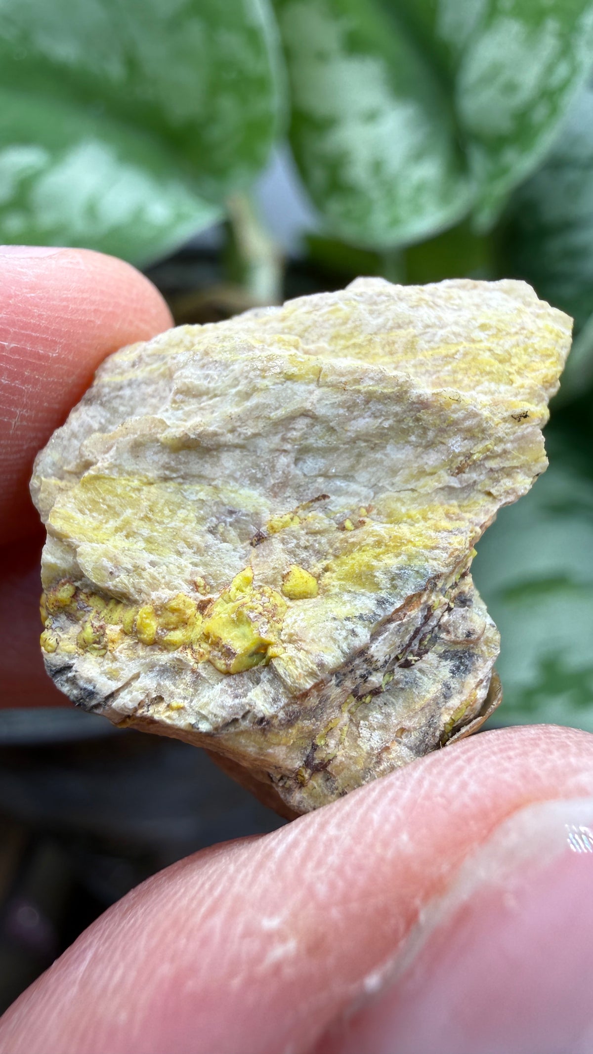 Gummite- No identified locality