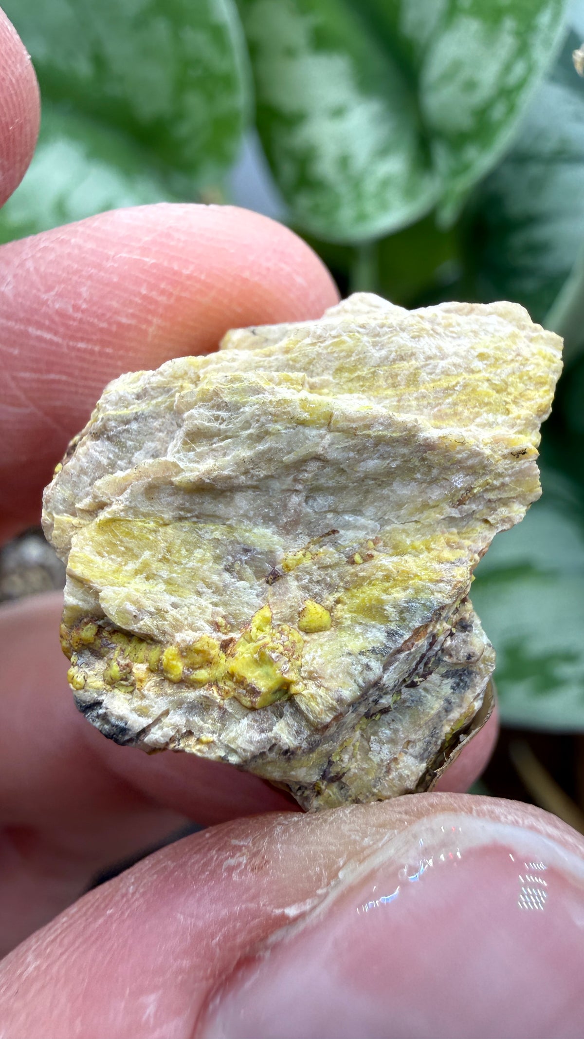 Gummite- No identified locality