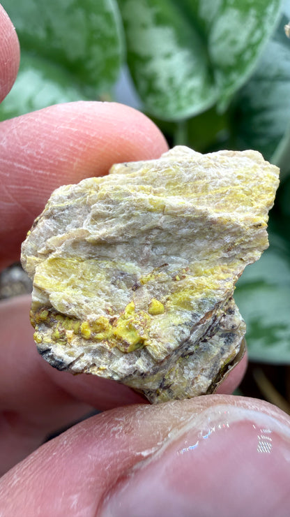 Gummite- No identified locality