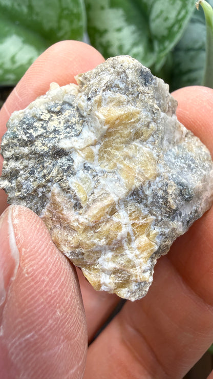 Wagnerite (“Kjerulfine”)- Kjerulfine Mine, Havredal, Bamble, Telemark, Norway