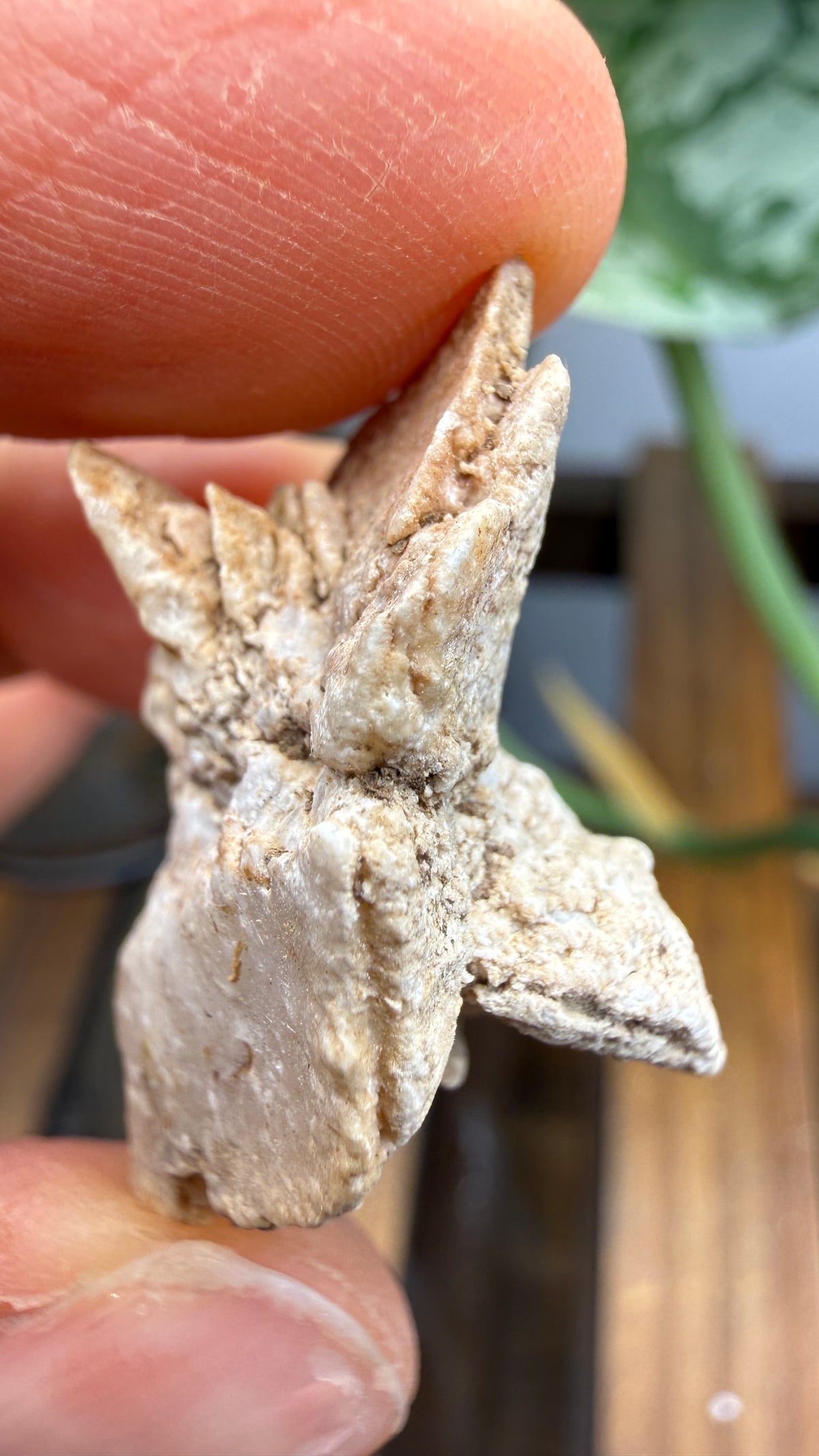 Gypsum Pseudomorph after Glauberite- Salton Sea, Imperial Valley, California, USA