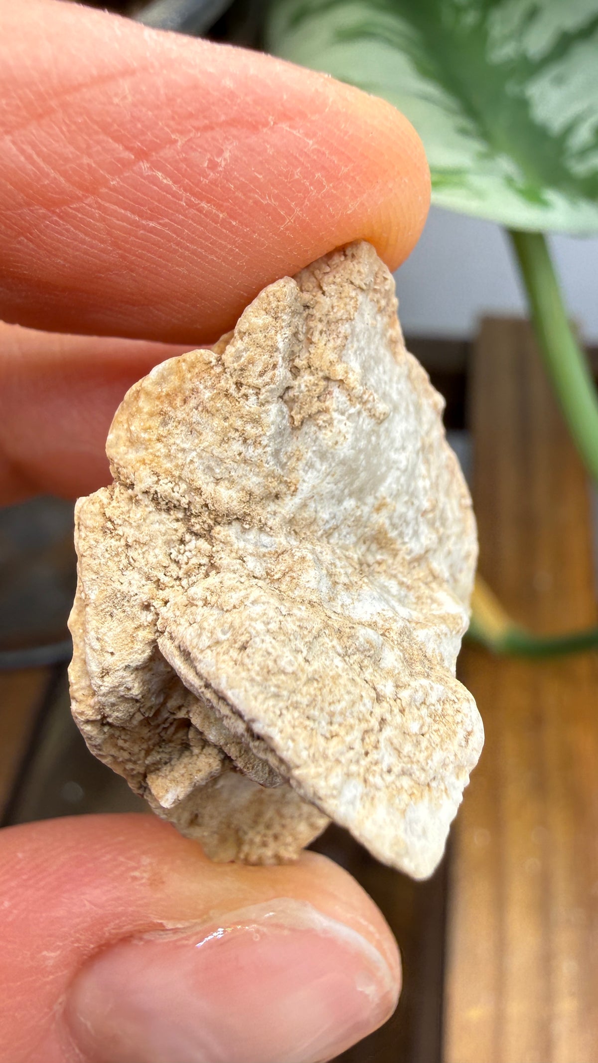Gypsum Pseudomorph after Glauberite- Salton Sea, Imperial Valley, California, USA